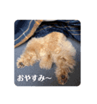 T家のお犬様1（個別スタンプ：12）