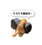 T家のお犬様1（個別スタンプ：13）
