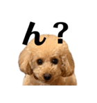 T家のお犬様1（個別スタンプ：14）