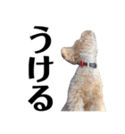 T家のお犬様1（個別スタンプ：16）