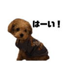 T家のお犬様1（個別スタンプ：17）