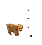 T家のお犬様1（個別スタンプ：18）
