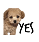 T家のお犬様1（個別スタンプ：20）