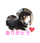 kurochannel2（個別スタンプ：6）