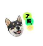 黒柴ふくさんパート2（個別スタンプ：1）