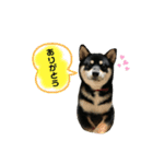 黒柴ふくさんパート2（個別スタンプ：3）