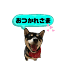 黒柴ふくさんパート2（個別スタンプ：7）