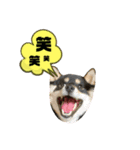 黒柴ふくさんパート2（個別スタンプ：10）