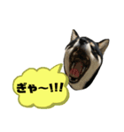 黒柴ふくさんパート2（個別スタンプ：14）