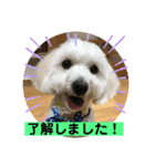 ロン-マルプー（個別スタンプ：11）