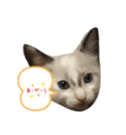 ハル＆チャコ（個別スタンプ：1）