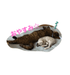 ハル＆チャコ（個別スタンプ：3）