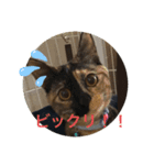 ハル＆チャコ（個別スタンプ：4）