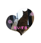 ハル＆チャコ（個別スタンプ：8）
