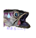 パパのイラスト魚（個別スタンプ：1）