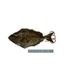 パパのイラスト魚（個別スタンプ：4）