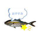 パパのイラスト魚（個別スタンプ：6）
