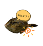 パパのイラスト魚（個別スタンプ：8）