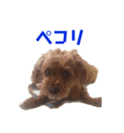 Rui's Life stamp（個別スタンプ：5）