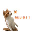 ちゃとらのルル（個別スタンプ：2）