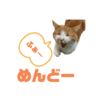 ちゃとらのルル（個別スタンプ：8）