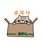 ねこちゃんBOX(ちゃしま)（個別スタンプ：5）