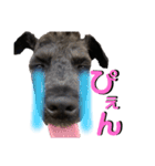 ミニチュアシュナウザーのソル君(オタ用語)（個別スタンプ：4）