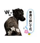 ミニチュアシュナウザーのソル君(オタ用語)（個別スタンプ：6）