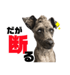 ミニチュアシュナウザーのソル君(オタ用語)（個別スタンプ：8）