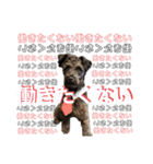 ミニチュアシュナウザーのソル君(オタ用語)（個別スタンプ：11）