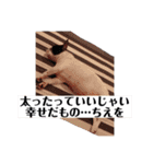 プピロコ5（個別スタンプ：1）
