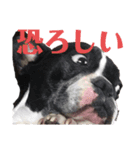 プピロコ5（個別スタンプ：7）