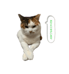 ここちゃん.（個別スタンプ：5）