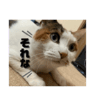 ここちゃん.（個別スタンプ：11）
