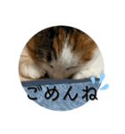 ここちゃん.（個別スタンプ：12）