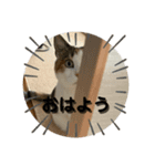 ここちゃん.（個別スタンプ：16）
