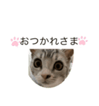 麦日和 其の二（個別スタンプ：1）