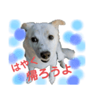 愛犬たろう（個別スタンプ：1）