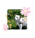 愛犬たろう（個別スタンプ：2）