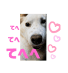 愛犬たろう（個別スタンプ：3）