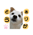 愛犬たろう（個別スタンプ：4）