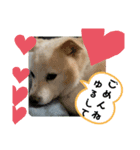 愛犬たろう（個別スタンプ：5）