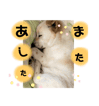 愛犬たろう（個別スタンプ：6）