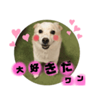 愛犬たろう（個別スタンプ：7）