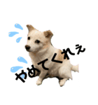 愛犬たろう（個別スタンプ：8）