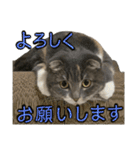 めんみ＆さらみ Ⅱ（個別スタンプ：12）