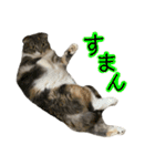 めんみ＆さらみ Ⅱ（個別スタンプ：13）