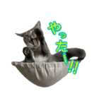 めんみ＆さらみ Ⅱ（個別スタンプ：33）
