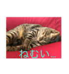 愛猫パラダイス（個別スタンプ：1）