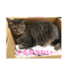 愛猫パラダイス（個別スタンプ：2）